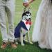 Kuoser Dog Smoking Suit & Bandana Set - Stylish Pet Formal Clothes for Weddings Halloween & Parties | S-XXL | 60cm Blue - Buy Online on GoSupps.com