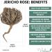 XL Rose of Jericho Chajarat Mariam - Fertility-Promoting Plant - Anastatica Hierochuntica - Buy Online on GoSupps.com