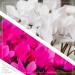 Live Flowering Indoor Cyclamen Duo in Deco Cover - Assorted Colors | 10 Tall by 6 Wide | Long Lasting Flowers | 2 Plants Per Pack - Buy Online on GoSupps.com