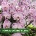 KitaMa Aroma Orchid Massage Oil - Nourishing Body Care Oil for Relaxation - 250ml (1 Pack) - Thai Essential Oil for Massages - Buy Online on GoSupps.com