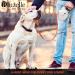 Bluzelle 8m Long Dog Leash for Dogs up to 50kg - Flexible Neon-Orange Reflector Belt with 360 Carabiner Hook Ergonomic Gray Handle & Catchment Brake - Buy Online on GoSupps.com