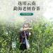 Pu-erh tea 2019 court collection 357g Cooked - Buy Online on GoSupps.com