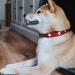 HUNTER SWISS High-Quality Leather Dog Collar - Red/Black - 60 ML - Swiss Cross Design for International Shipping - Buy Online on GoSupps.com