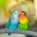 8 Pcs Bird Perches Parrot Stand Natural Wood Perch Parakeet Toys BirdCage Accessories for Conure Cockatiels Budgie Lovebird - Buy Online on GoSupps.com