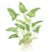 Tropica Anubias gracilis - Buy Online on GoSupps.com
