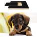 Wmzjnljy 1pc Dog Scratch Pad for Nails Dog Nail File with Built-in Snack Box Wooden Dog Nail File Board Sandpaper Scratching Mat for Dogs Toy Puppy Nail(M143-1) - Buy Online on GoSupps.com