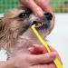 Buy Soft Bristle Pet Toothbrush Set for Small Dogs & Cats - 5 Pcs Round & Pointed Heads Ideal for Puppy & Kitten Dental Care - Buy Online on GoSupps.com