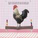 Chicken Swing: Natural Wooden Toy for Medium to Large Birds - Perfect for Hens, Macaws, African Greys, and Cockatoos - Buy Online on GoSupps.com