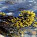 Organic Bladderwrack Cut - Rich in Iodine 1kg | Mimea - Buy Online on GoSupps.com