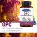 Ayursana Natural OPC Grape Seed Extract - 3 Set (3 x 120 Capsules) | 520 mg Pure OPC Daily Dose | Pharmacy Quality - International Shipping Available - Buy Online on GoSupps.com