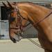 Signature John Whitaker Training Rein Brown Brown One Size - Buy Online on GoSupps.com