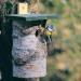 Natural Birch Log Nest Box 32mm Hole - popular with Great Tits Pied Flycatchers Tree Sparrows and House Sparrows - Buy Online on GoSupps.com