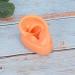 Buy Professional Silicone Left Ear Model - Anatomical Human Ohr Simulation for Acupuncture Training | International Shipping Available - Buy Online on GoSupps.com