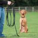 Company of Animals 10m Recall Line: Best Dog Training Equipment for Recall Training & Socialization - Ideal for Small, Medium & Large Dogs - Buy Online on GoSupps.com