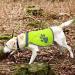 High Visibility Reflective Dog Security Vest - Safety Clothing for Small & Large Dogs - Perfect for Outdoor Hiking & Walking (XXL Yellow) - Buy Online on GoSupps.com