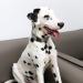 Adjustable Black Checkered Dog & Cat Collar | Unique Style Paws | Small & Medium Sizes - Buy Online on GoSupps.com