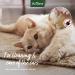 AniForte Ear Mite Drops 20ml: Effective Treatment for Dogs, Cats, Rodents & Pets - Kills & Removes Ear Mites - Buy Online on GoSupps.com