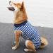Luxury Dog Coat for Post-Operation Comfort | XL Blue Cuddly Vest for Dogs & Cats Ideal for Belly Wounds - Buy Online on GoSupps.com