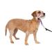 PetSafe Gentle Guide Collar with Training DVD deep purple Small Up to 25 Lb.