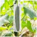 SUPVOX 4pcs Fruit Vegetables Shaping Pentagram Planting Star Accessories Plangting Plastic Mould Mold - Buy Online on GoSupps.com