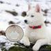 Personalized Engraved Dog Tags | Custom Stainless Steel Pet ID Badges for Dogs & Cats - Various Shapes & Styles - Buy Online on GoSupps.com