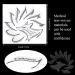 16-Piece Eyeliner Stencil Set for Smoky, Cat Eye & Eye Shadow Makeup Templates - Buy Online on GoSupps.com