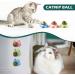 Organic Catnip Ball Toy - 4 Pack for Cats - Interactive Chew Toy for Indoor Cats - Catnip Wall Treats - Teeth Cleaning & Anxiety Relief - Buy Online on GoSupps.com