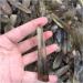 Natural Crystal Rough Natural Crystal Rough 2.2LB 1KG Raw Natural Smoke Citrine Quartz Crystal Original Points Rough Stone - Buy Online on GoSupps.com