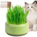 Firulab Cat Grass Growing Kit Cat Grass Bowl Planter Tray Catnip and Bowl Cat Grass Kit with Seeds DIY Soil Free Kitten Grass Growing Kit for Cat Snacks Green - Buy Online on GoSupps.com