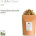 Organic Saint John's Wort Herb 100g - Hypericum Perforatum - St John's Wort Tea - Herbal Remedy - Buy Online on GoSupps.com