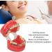 Orthodontic Demonstration Model | Professional Dental Model with Metal Wires & Brackets for Learning | International Shipping Available - Buy Online on GoSupps.com