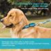 Dazzber Martingale Dog Collar for Medium & Large Dogs - No Pulling Durable Nylon Adjustable 43.2-63.3 cm Turquoise Green 1 Inch Wide - Buy Online on GoSupps.com