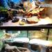 Vinnykud Reptile Hammock with Pillow | Habitat Decor for Lizards & Snakes | 33x33x48cm Beige - Buy Online on GoSupps.com