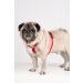Chaba Guard Dog Harness for Small Dogs - Anti-Zug & Choking Relief Adjustable & Lightweight Perfect for Running - Classic Red - Buy Online on GoSupps.com