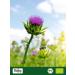 Buy Biojoy Organic Milk Thistle Seeds (1 kg) - Perfect for Milk Thistle Tea - Silybum Marianum - Ships Internationally - Buy Online on GoSupps.com