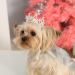 Lovelyshop Royal Tiger crouncey diamond pearls with fully styled dog and cat crown for hair accessories - only in X small silver XS