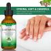 Organic Castor Oil (2 Oz) with Eyebrow & Eyeliner Brushes - Promotes Hair Growth, Nourishes Skin, Reduces Wrinkles - Buy Online on GoSupps.com