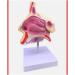 Mouth Nose Throat Pharynx Education Human Body ENT Model Study Model Pathology Nose Throat Model Enlarge The ical Model A+b - Buy Online on GoSupps.com