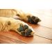 PawFriction - Enhance Your Dog's Quality of Life with Paw Pad Traction - Buy Online on GoSupps.com