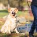 Jinlaili Heavy Duty Dog Lead Chain Dog Chain Leads for Large Dogs Medium Dogs 1.8M/6ft long 4mm thick Chew Proof Metal Dog Chain Leash with Comfortable Padded Handle - Buy Online on GoSupps.com