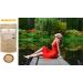 Ashwagandha Ecocert Certified Organic Powder - Buy Online on GoSupps.com