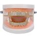 Bling Teeth Grillz Set - Iced Out Gold & Silver Teeth Grills for Women | Top & Bottom Grills with Storage Box - Buy Online on GoSupps.com