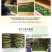 Taiwan unique tea Lishan Snow Green Bud Tea Fragrance Oolong Tea 150g*4 - Buy Online on GoSupps.com