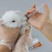 Pet Nurse Feeding Bottle Kit for Dogs, Puppies, and Kittens with Replacement Nipples - Pet Feeder Set - Buy Online on GoSupps.com