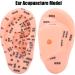 13 cm Ear Acupuncture Model | Ear Zone Pressure Point Learning Tool | International Shipping Available - Buy Online on GoSupps.com