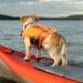 Asenku Adjustable Dog Wowers for All Sizes - Ripstop Dog Life Jacket with Reflective Handle for Boating Swimming & Surfing - Orange - Buy Online on GoSupps.com