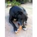Artisan Gift Co Olive Wood Dog Timer - 100% Natural | Perfect for Dogs 25-40 kg | L-20 cm - Buy Online on GoSupps.com