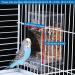 Hamiledyi No Mess Bird Feeder & Drinker Set - Automatic Parrot Feeder & Water Dispenser for Lovebirds, Budgies, Canary, Finch - Acrylic Seed Food Container - Cage Accessories - Transparent Design - Buy Online on GoSupps.com