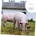 Buy Healvian 2-St Pregnancy Tester for Animals | High-Precision Sow Pregnancy Test Strips - Early Detection Tool - Buy Online on GoSupps.com
