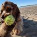 SPORTSPET Tennis Balls for Dogs - Extra Bouncy - Non Toxic - Durable - Long Lasting - Floats (12 Pack) (63.6mm) - Buy Online on GoSupps.com